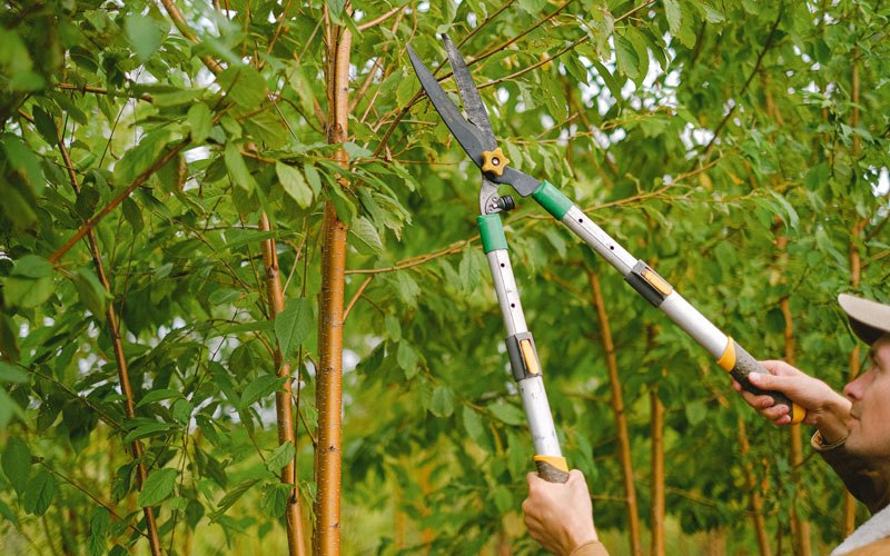 Tree trimming in Mchenry, ND